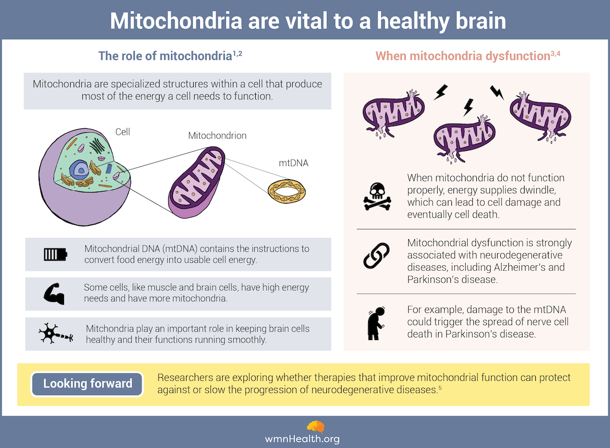 Infographic about mitochondria function and dysfunction